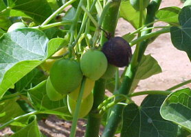 jatropha